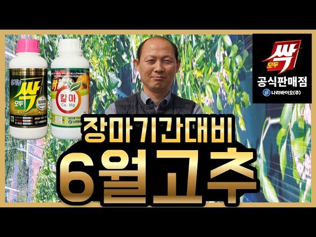 [모두싹나라](자막있음)6월 장마기간 전 관리방법과 장마기간 동안 관리방법, 고추 탄저병 발생 시 치료방법까지! 구매문의 010-5786-5301