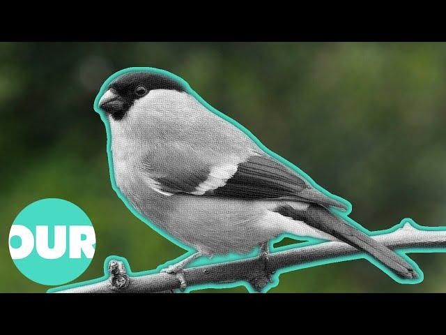 Inside The Lives Of The 10 Types Of Finch | Our World