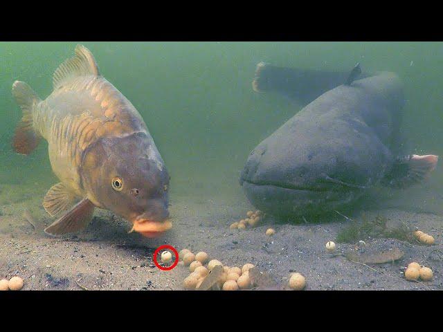 Is it possible to catch a catfish with boilies?