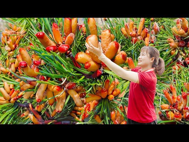 BREAKING! WOMAN Harvesting Giant Pine Nuts Goes to Maket Sell - Harvesting and Cooking