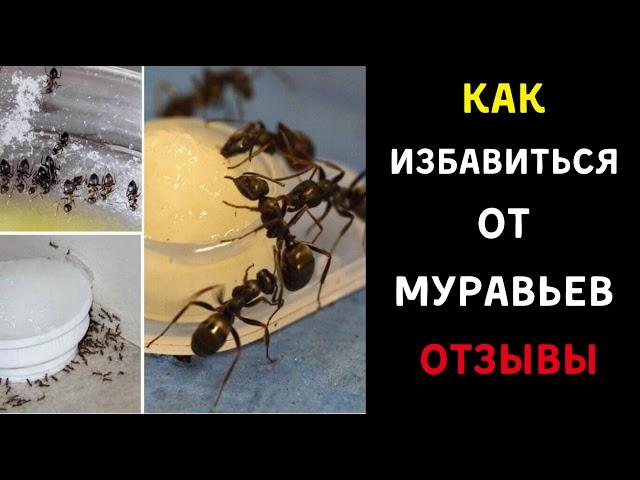 Как избавиться от муравьев в квартире раз и навсегда