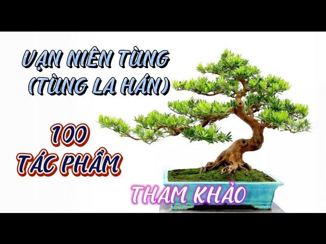 100 Chậu Vạn Niên Tùng ( Tùng La Hán) Cho Người Yêu Bonsai Tham Khảo.