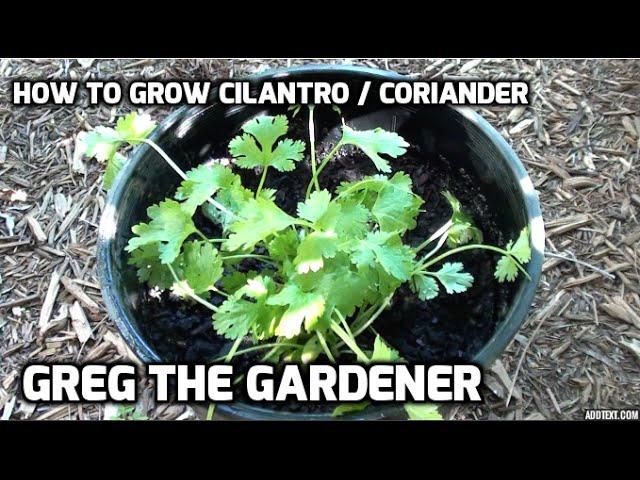 HOW TO GROW CILANTRO / CORIANDER - Greg The Gardener