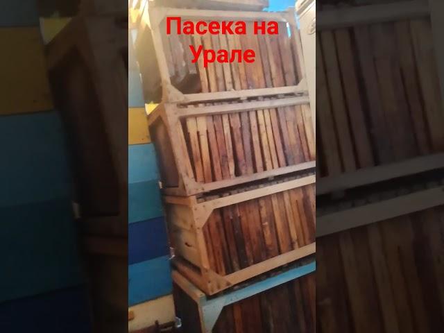 На пасеке Рябухина