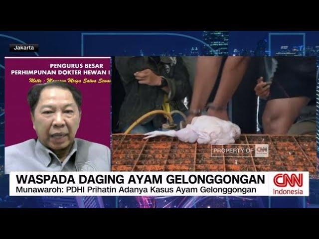 Waspada Daging Ayam Gelonggongan