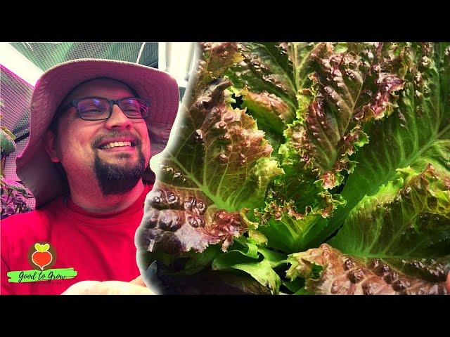 Indoor GreenStalk Vertical Planter Production is ▲ | February Indoor Garden Harvest Tour| Zone 5