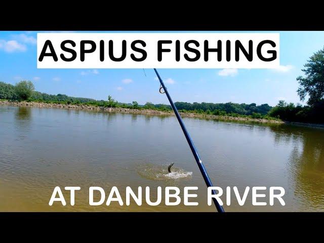 Fishing hungry Aspius at Danube River (Aspius attacks human)