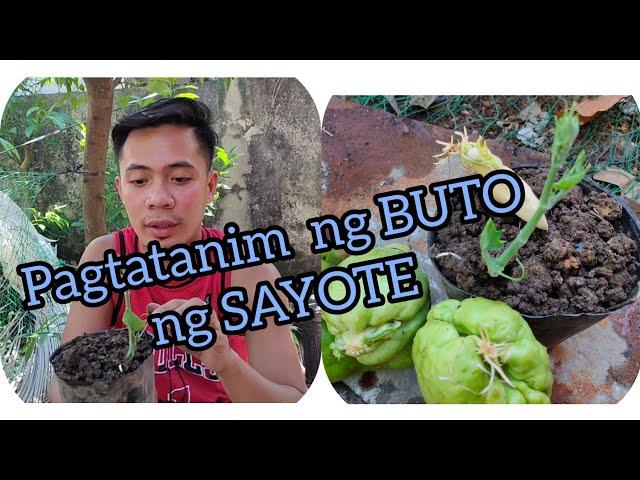 #sayotefarming PAGTATANIM NG BUTO NG SAYOTE