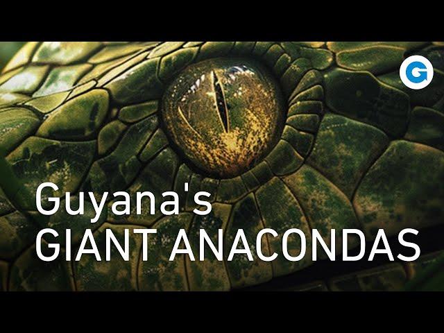 A Deadly Encounter in the Wild: Guyana's Giant Anacondas | Wildlife Documentary