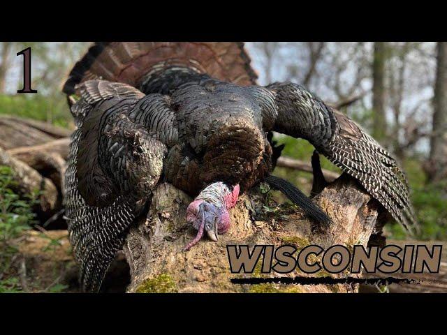 Wisconsin Gobbler Takes a Dirt Nap! Self-filmed Turkey Hunt