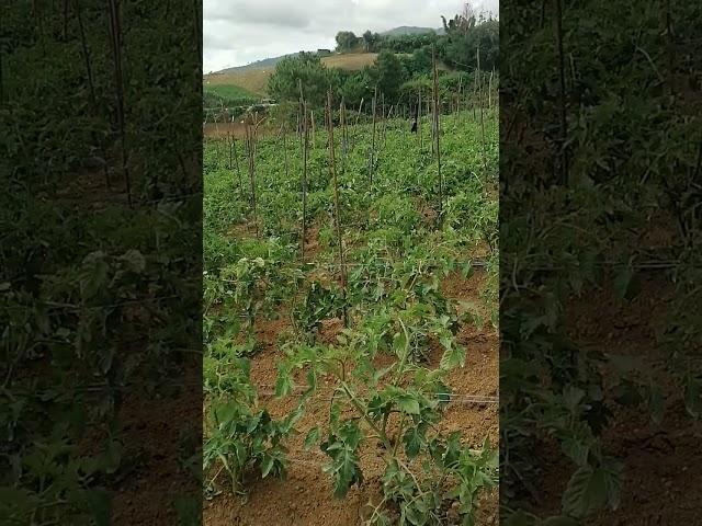 pananim na kamatis