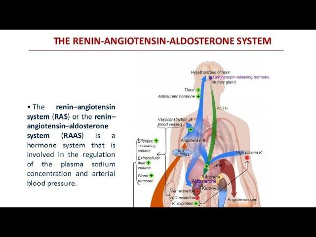 Renin-Angiotensin-Aldosterone System (RAAS) Explained: Blood Pressure, Kidneys & Hypertension