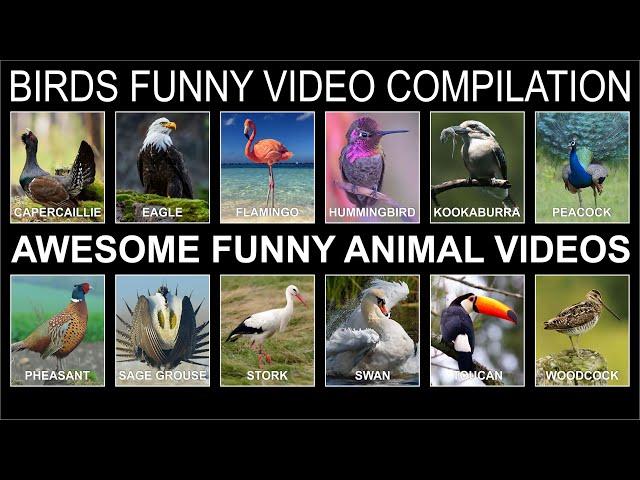 BIRDS FUNNY VIDEO COMPILATION