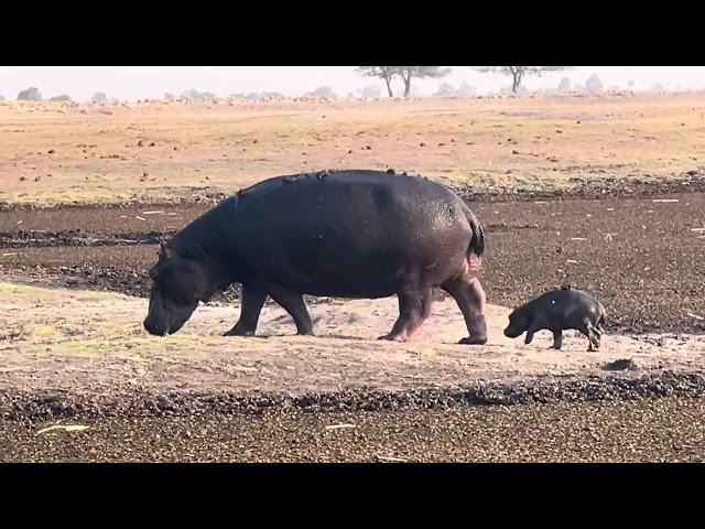 Hippopotamus with her calf that is injured due to fights among hippos or from big predators.