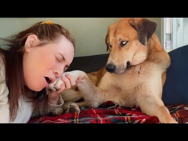 You'll be Rolling on The Floor Laughing At These Funny Dogs  Funny Dog Videos 2024