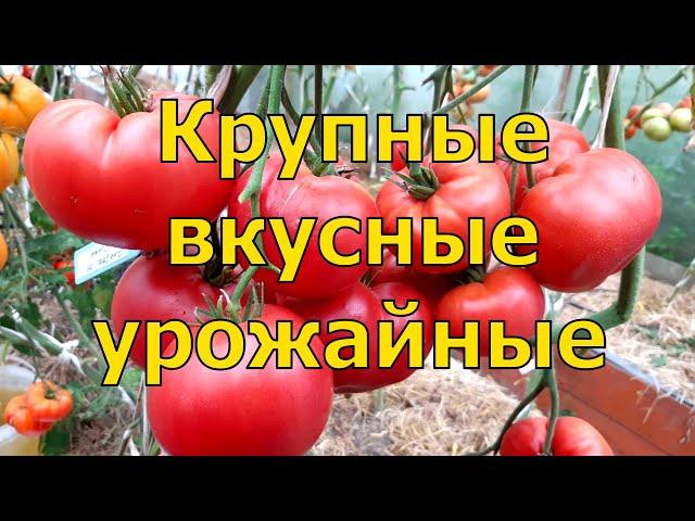 5 сортов ТОМАТОВ, которые УДИВИЛИ УРОЖАЙНОСТЬЮ и хорошим ВКУСОМ даже В ТАКОЕ ЛЕТО