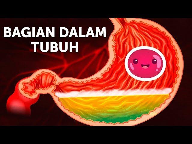 Perjalanan Makanan di Dalam Tubuh