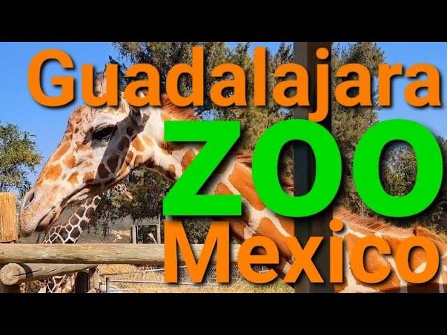 DAY TRIP to the GUADALAJARA ZOO: Things to do in Jalisco, Mexico - Bus Trip from Ajijic/Chapala