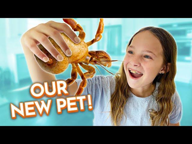 We Bought Hermit Crabs!