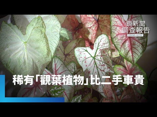 有錢也買不到！　稀有「觀葉植物」比二手車貴｜鏡新聞調查報告 #鏡新聞