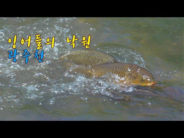 잉어들의 낙원 광주천(carps paradise)