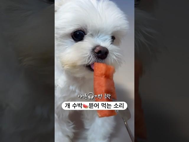 #쩝쩝박사 당고니