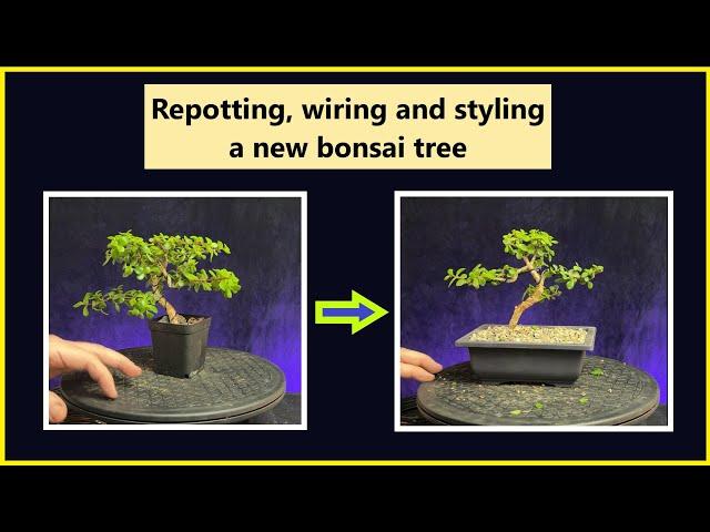 Repotting wiring and styling a new portulacaria afra bonsai tree /#bonsai #pruning