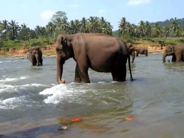 Pinnawala Elephant Orphanage, Sri Lanka