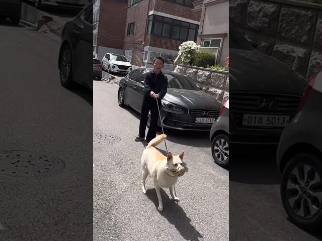 친구보면 달려들고 흥분하는 강아지 행동교정법 (대형견)