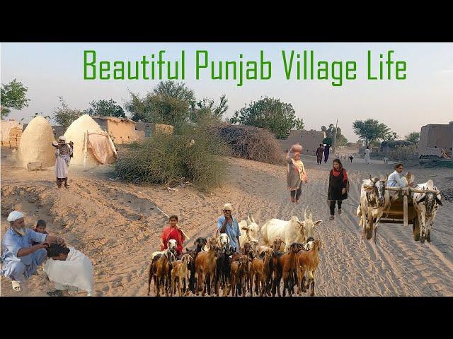 The Most Beautiful Pakistan Village Life in Punjab  | Punjabi Lifestyle