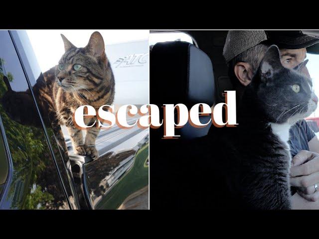 How our cats escaped during a cross country RV road trip & what we learned