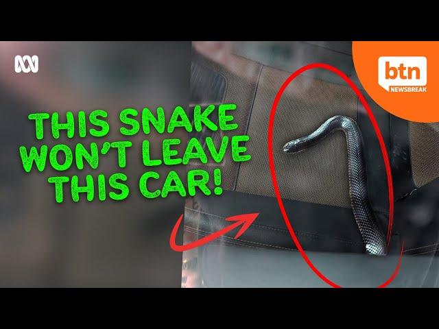 Why This Snake Won't Leave This Car