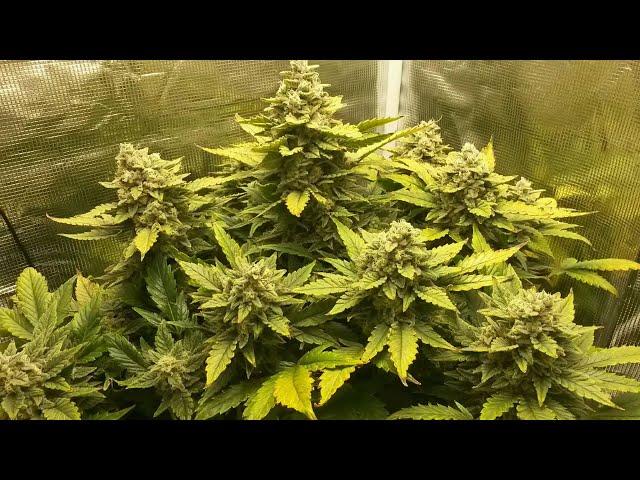 Autoflowering Hemp Plants From Seed to Harvest (2 of 3)