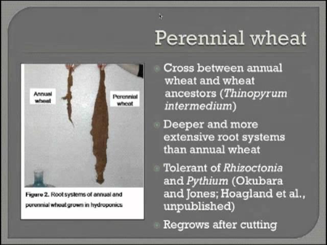 Wheat Varietal Selection Impact Soil Microbes and Apple Replant Disease Suppression