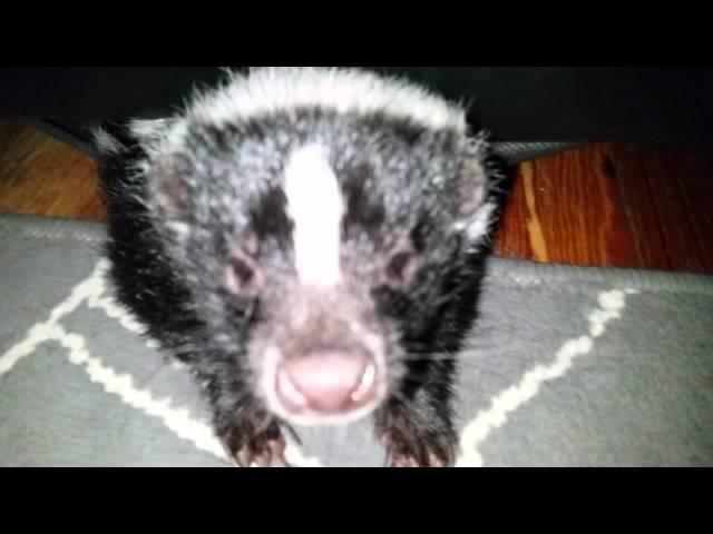 Pissed hissing skunk in couch