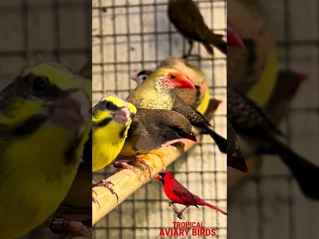 New finches #birds #bird #aviary