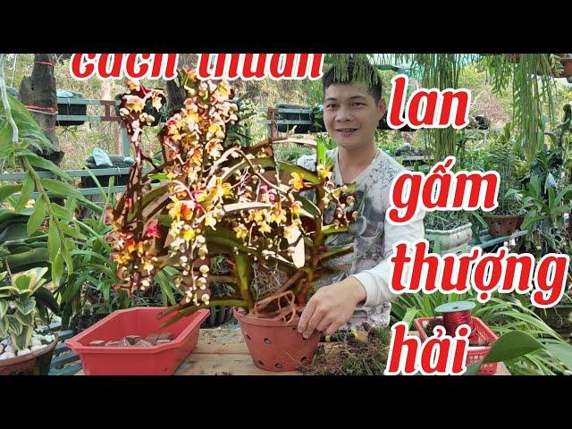 Gấm Thượng Hải hoa nhỏ nhưng rất đáng sưu tầm, cách trồng lan gấm thượng hải | phong lan rừng pv