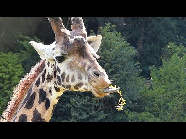 GIRAFA fauna africana silvestre animal selvagem mamífero savana deserto saara african áfrica