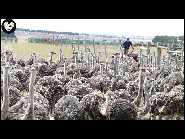 How Farmers Raise Millions Of Ostriches - Ostrich Farm