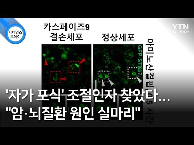 '자가 포식' 조절인자 찾았다…"암·뇌질환 원인 실마리" / YTN 사이언스