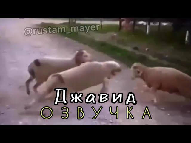 Джавид: В Мире Животных (новая озвучка)