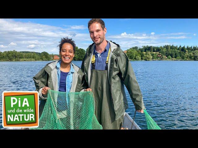 Räuber im See | Reportage für Kinder | Pia und die wilde Natur