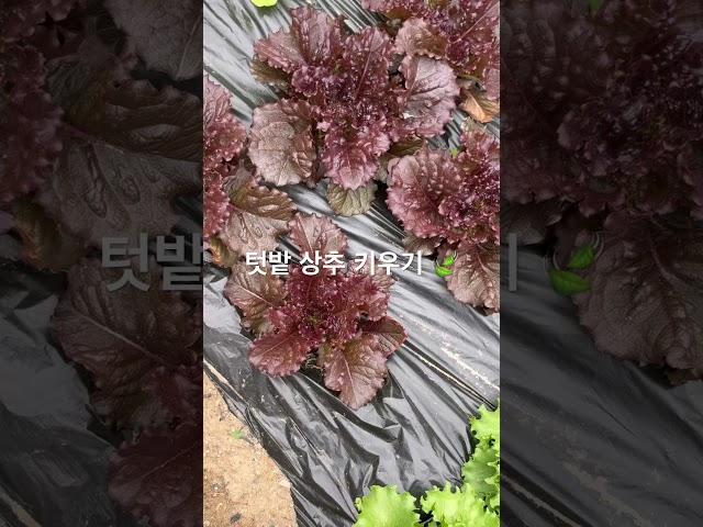 시골 텃밭 상추키우기 (모종으로 상추 키우기) #상추키우기 #상추텃밭 #상추모종 #귀농 #귀촌 #청년농부 #농부일기 #농부놀이터 #시골장 #농부의일상