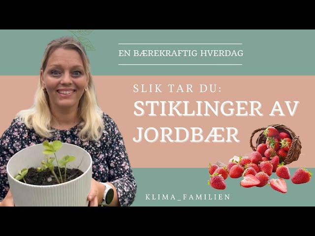 Slik tar du stiklinger av jordbær