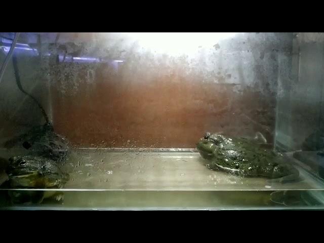 Pixie frog croacking / african bullfrog croaking