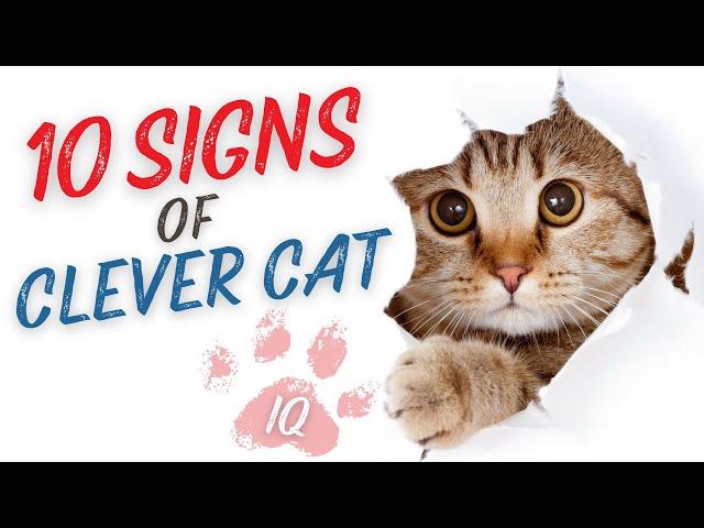 How Many Does Your Cat Score? 10 Signs of a Clever Cat