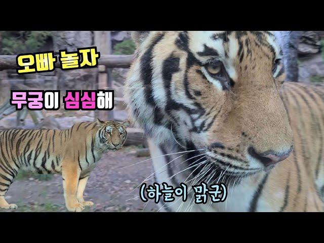 태범이랑 놀고싶은 짠한 무궁! 백두대간으로 간 에버랜드 국민호랑이 힐링 영상