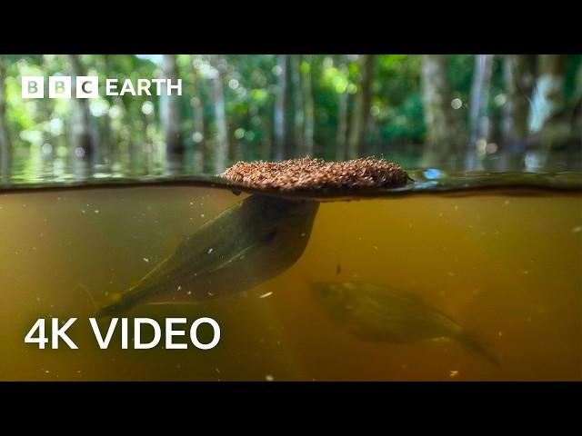 Fire Ants Build a Living Raft | A Perfect Planet | BBC Earth