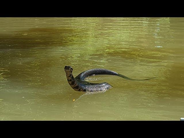 A Very Curious Cottonmouth