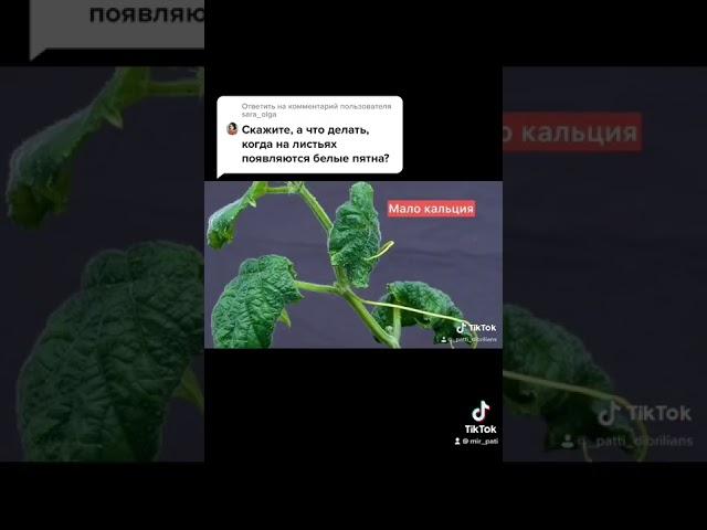 БЕЛЫЕ ПЯТНА НА ЛИСТЬЯХ ОГУРЦОВ